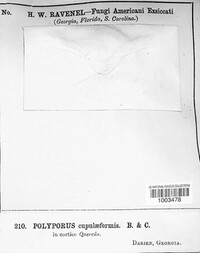 Polyporus cupuliformis image